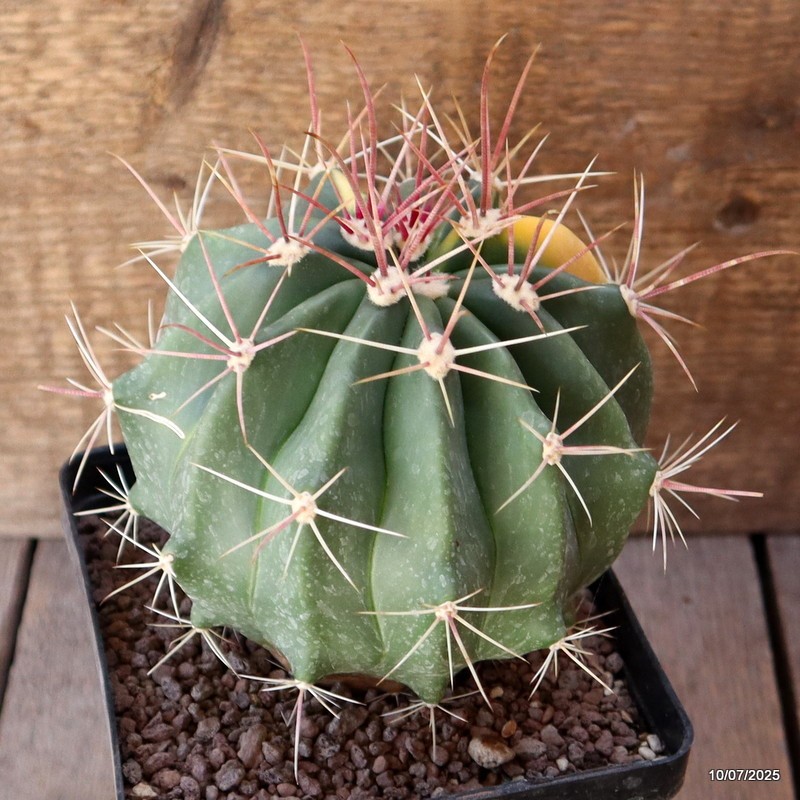 D5210 FEROCACTUS STAINESII VARIEGATED pot12-H12-W13 cm MaMa Cactus