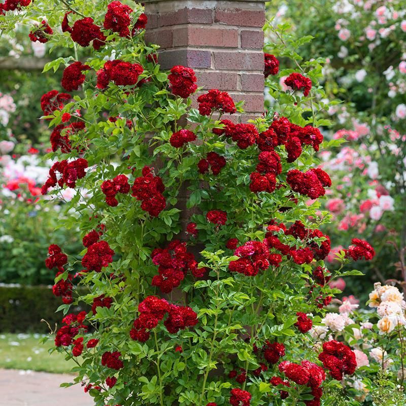 (10) CLIMBER ROSE SEEDS perennial flower garden climbing plant USA SELLER TRACK
