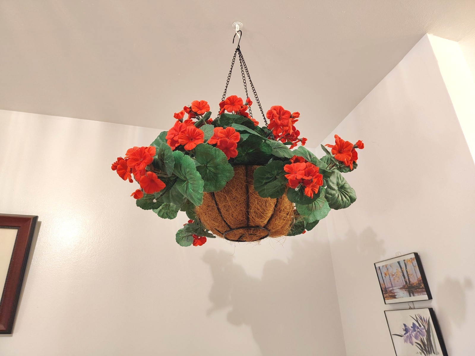 Flowering Geranium Artificial Plant Hanging Basket, Pelargonium W/ Lights, 24″