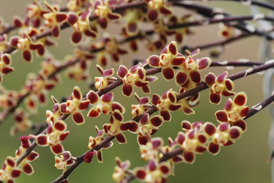 Red Chiloschista viridiflora Seidenf / Leafless Orchid 1 pc.