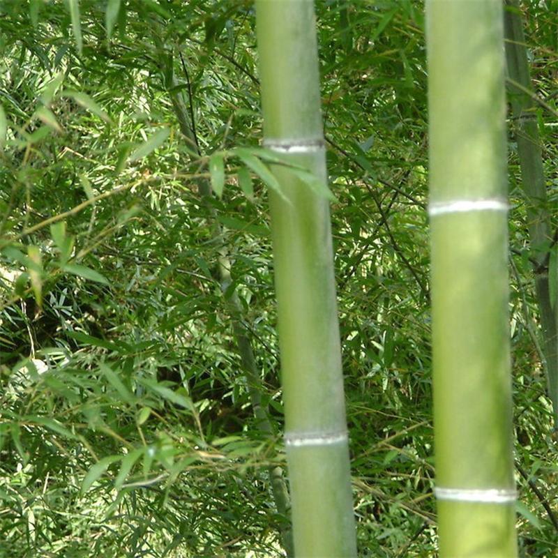 Giant Bamboo Seeds Perennial evergreen Grows Edible Bamboo shoots 100Pcs