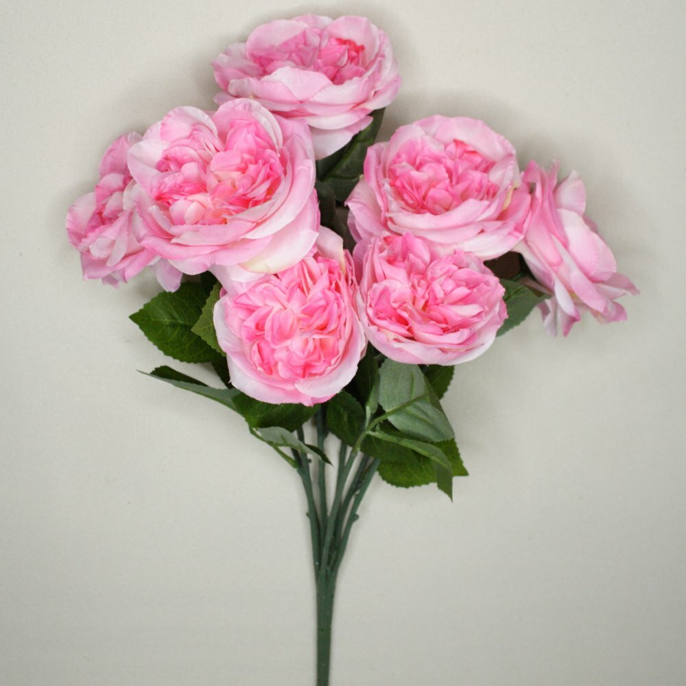 English Cabage Rose Bush x7 Heads 3 1/2 to 4″ Diameter Flowers Pink #00211891030