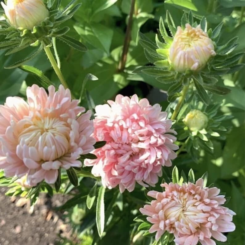 100 Pcs Cute Duchess Peony Apricot Aster Flower Seeds
