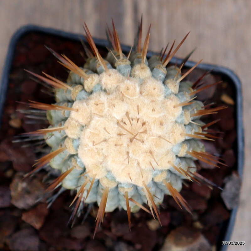 D3812 COPIAPOA CINEREA COLUMNA ALBA pot10-H12-W7 cm MaMa Cactus