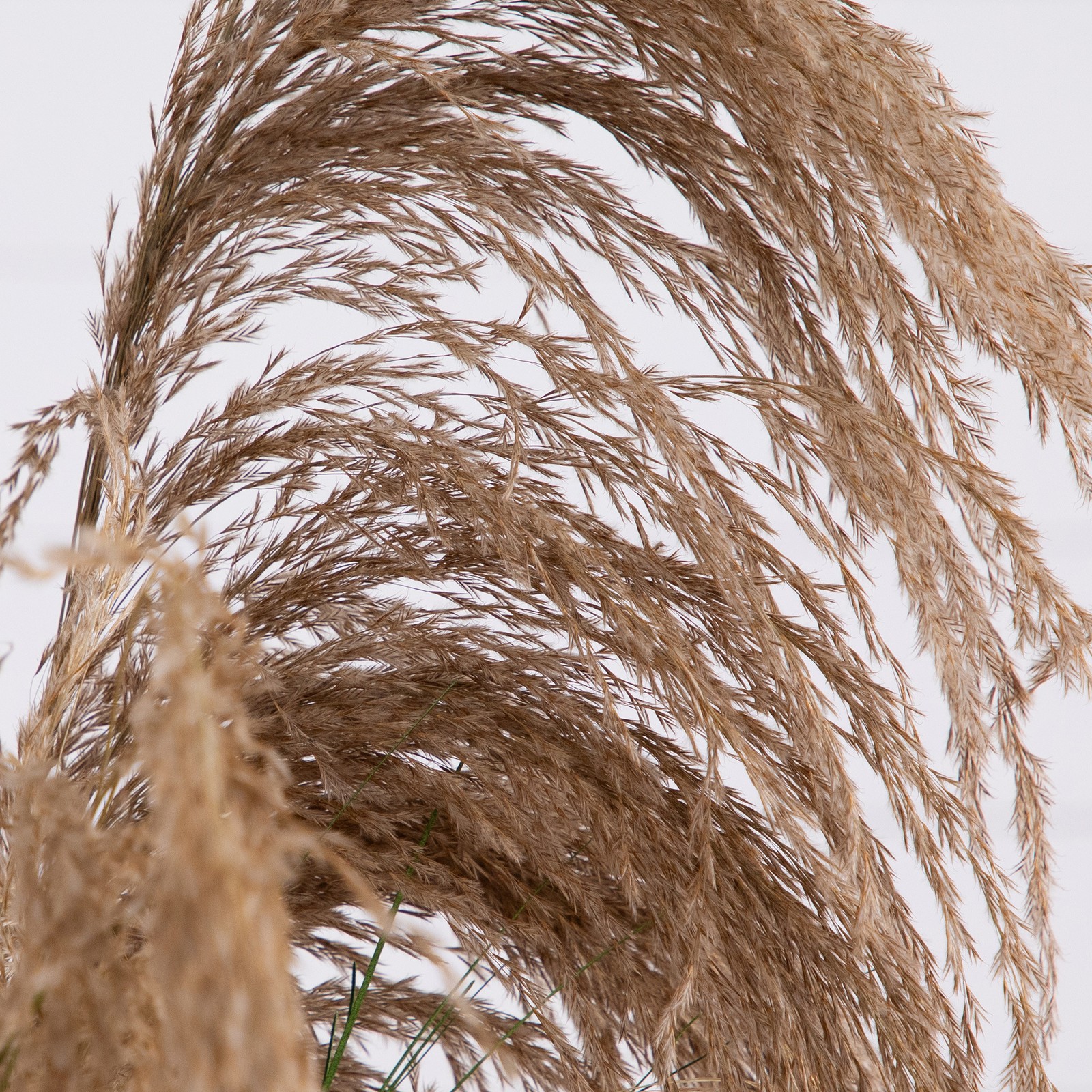 Nearly Natural 4ft Artificial Pampas Grass in Green