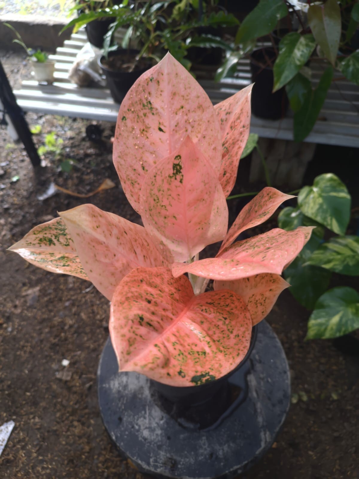 Real Picture Aglaonema Stardust Orange Rare Plant