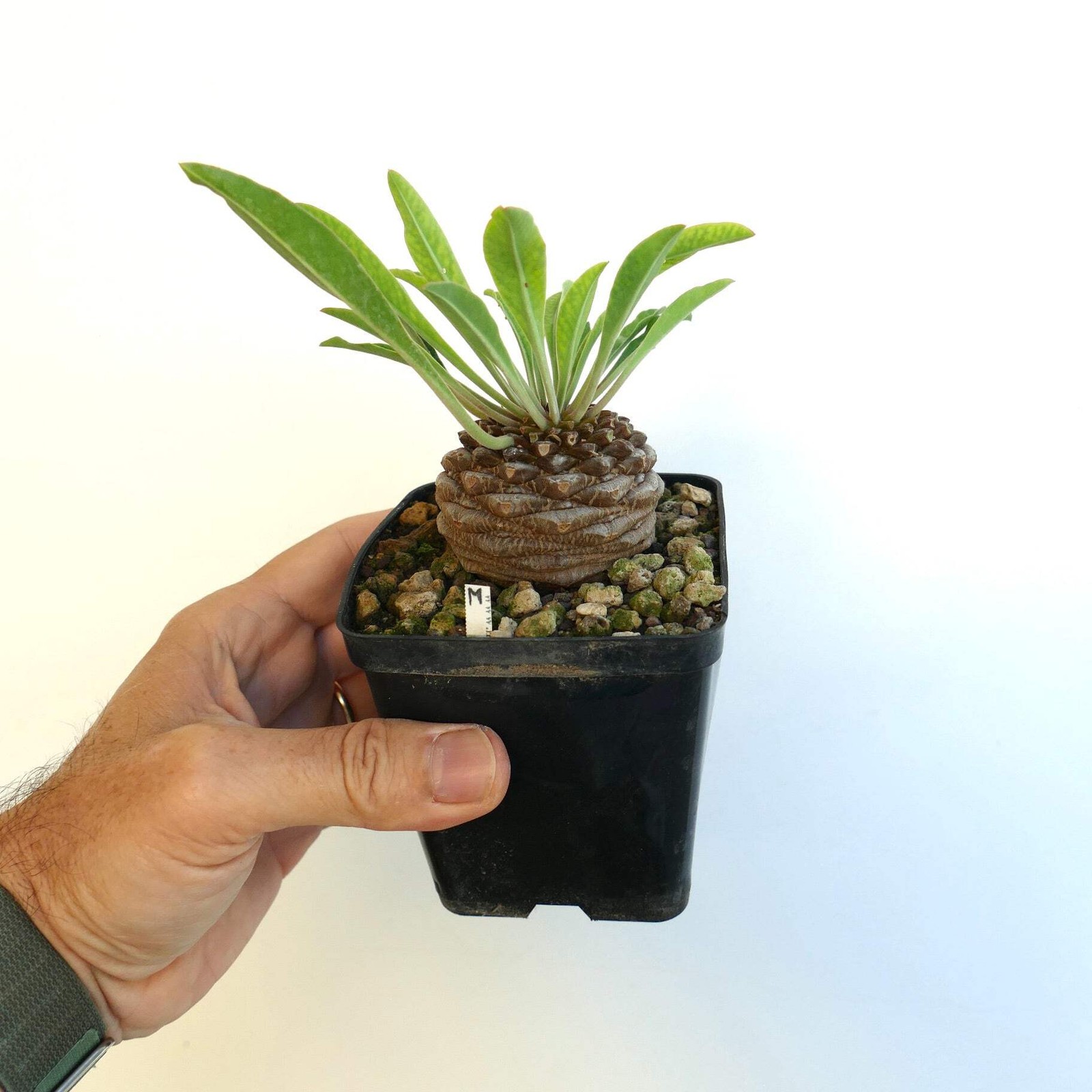 Euphorbia bupleurifolia MALE specimen – caudex succulent