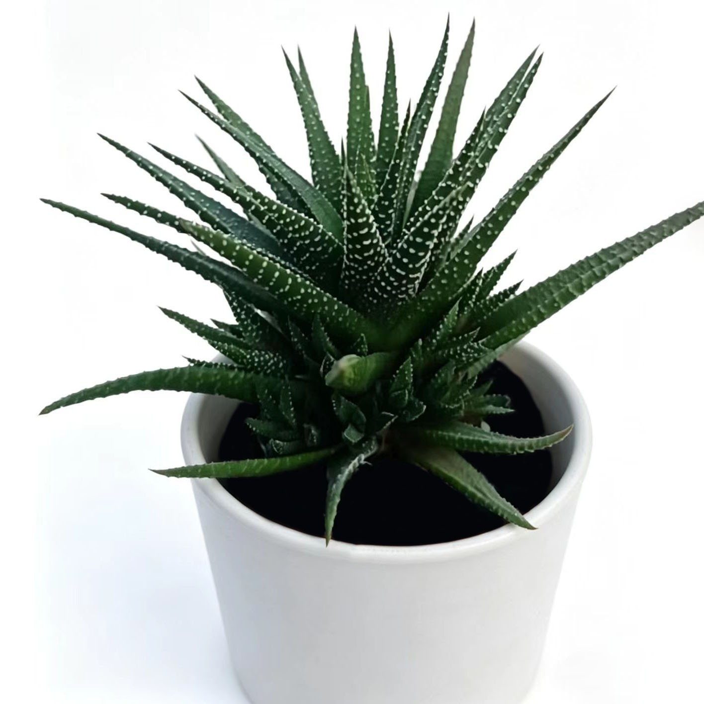 Rare Clump Haworthia Variegated White Spots Succulent Plant for Indoor Decorat