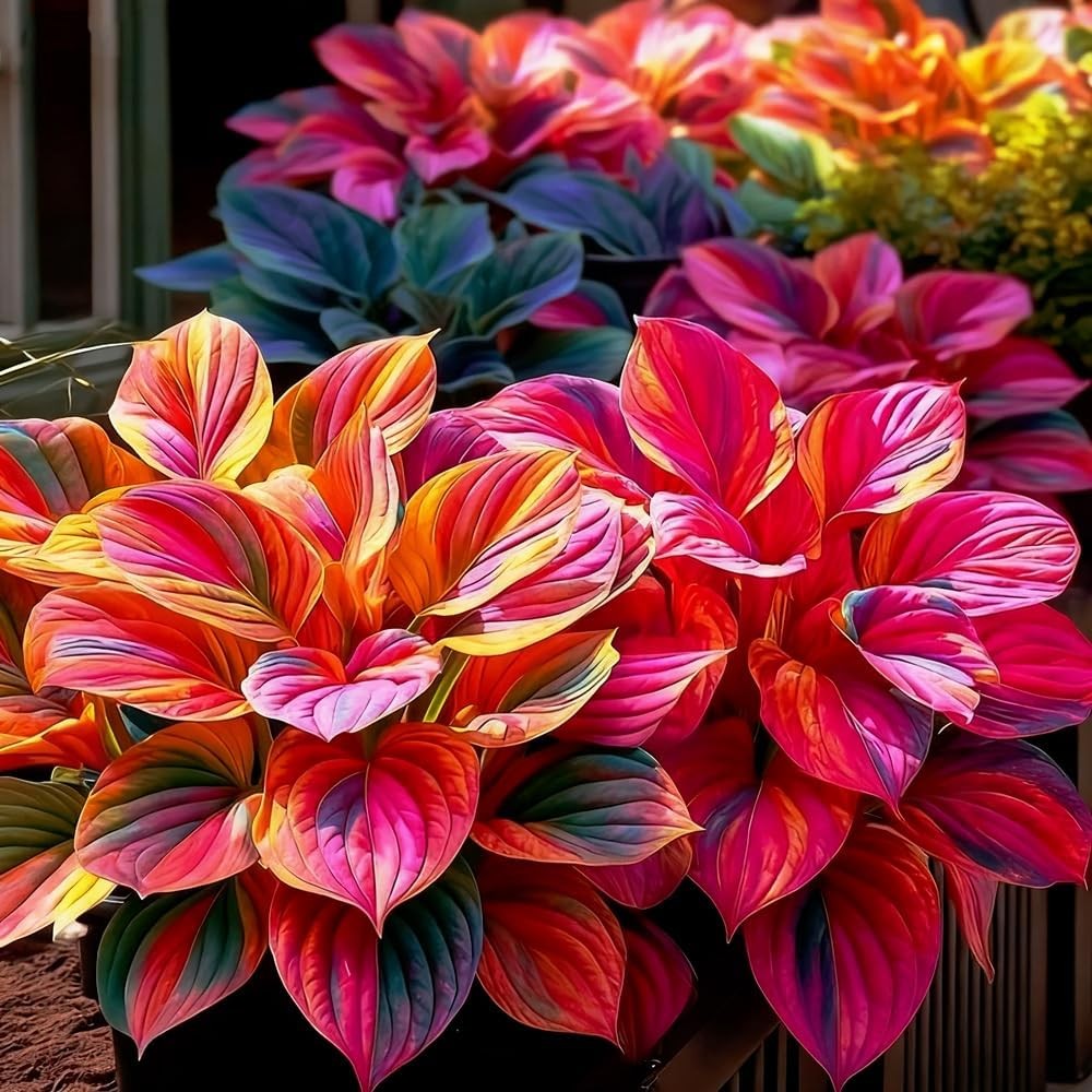 207+ Hosta Seeds for Planting Outdoors – Rare Hostas Seeds Perennial Giant Low..