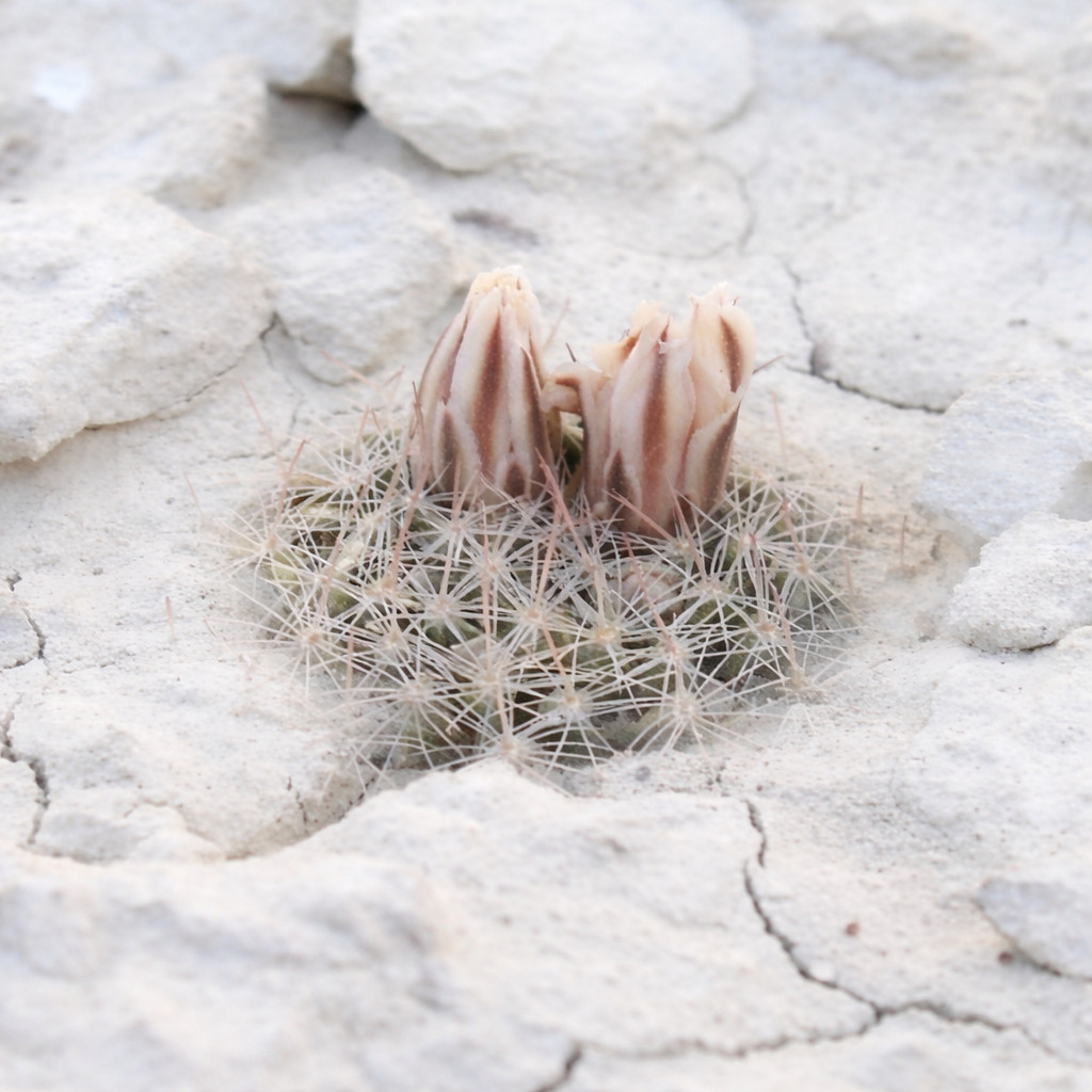 Mammillaria coahuilens (Porfiria) SEEDS – Rare Cactus SEEDS