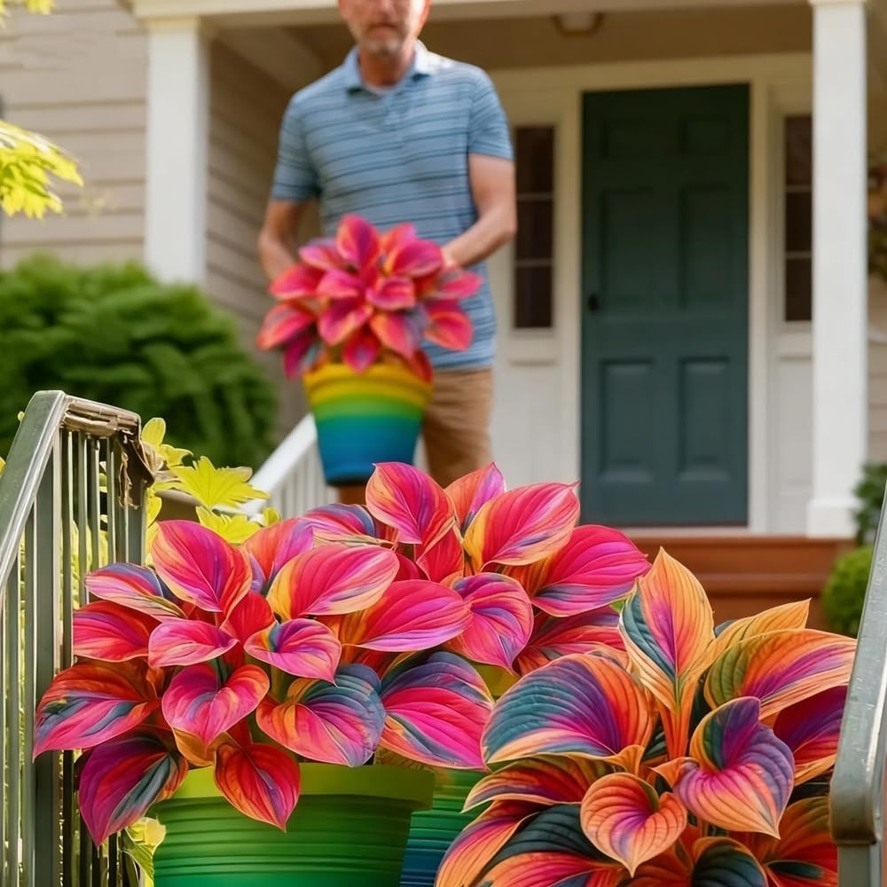 207+ Hosta Seeds for Planting Outdoors – Rare Hostas Seeds Perennial Giant Low..