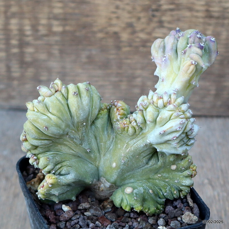 D1497 MYRTILLOCACTUS GEOMETRIZANS STRICTUS pot8-H11-W11 cm MaMa Cactus