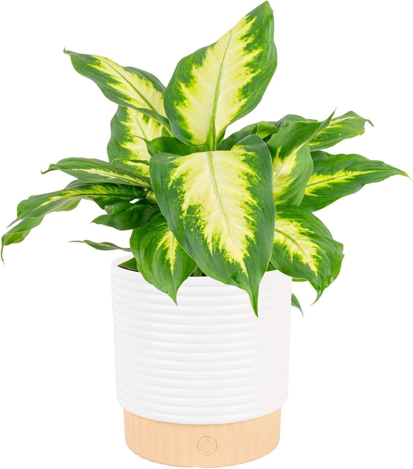 Dumb Cane Live Plant in 1 Foot Tall Indoor Garden Plant Pot Dieffenbachia