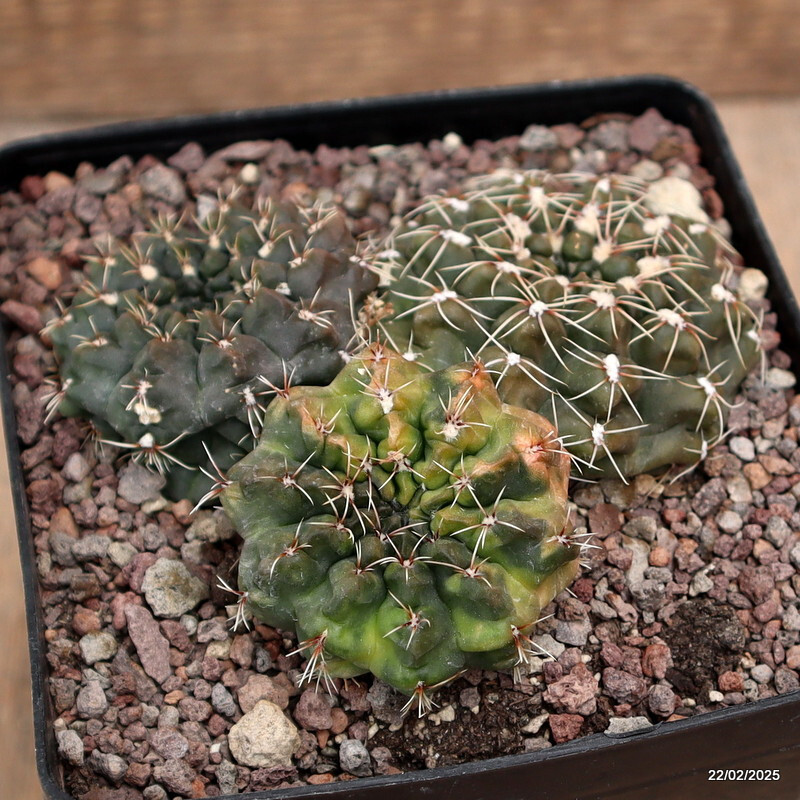 D601 GYMNOCALYCIUM BALDIANUM VARIEGATED pot12-H5-W11 cm MaMa Cactus