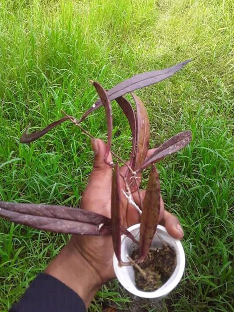 Real Picture Hoya Sulawesiana Red Rare Plant