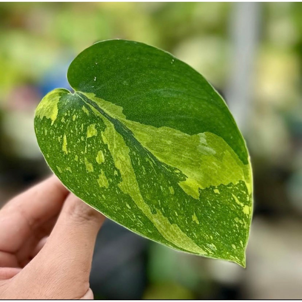 Scindapsus Baticon, Rare Variegated, Real Picture, Aroid Houseplant