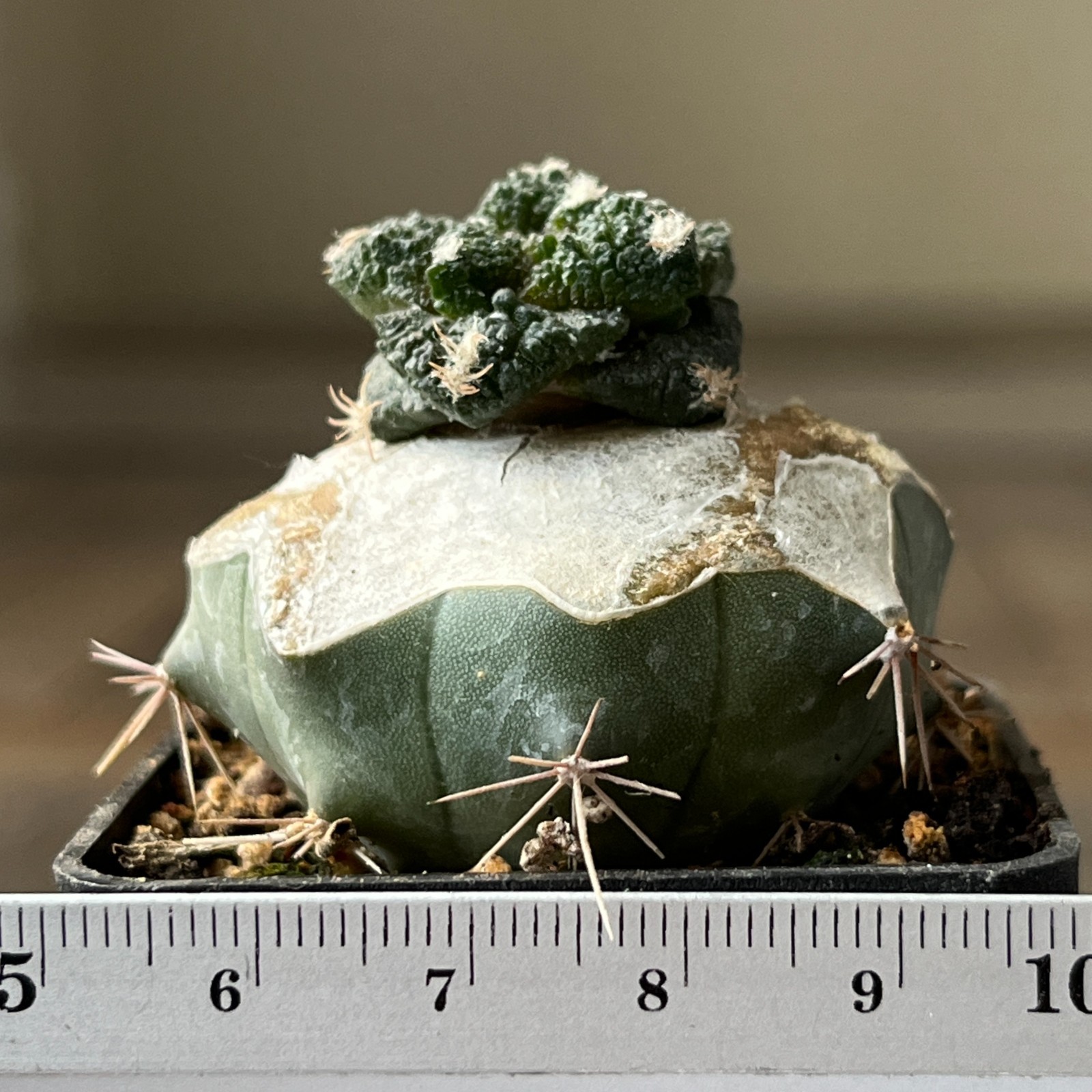 A32-797 Cactus cv. GODZILLA, grafted