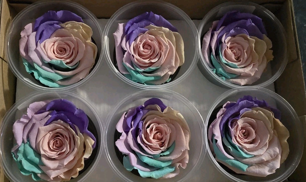 Preserved Roses Forever Roses 6 Pack Multi Color XL Ecuador