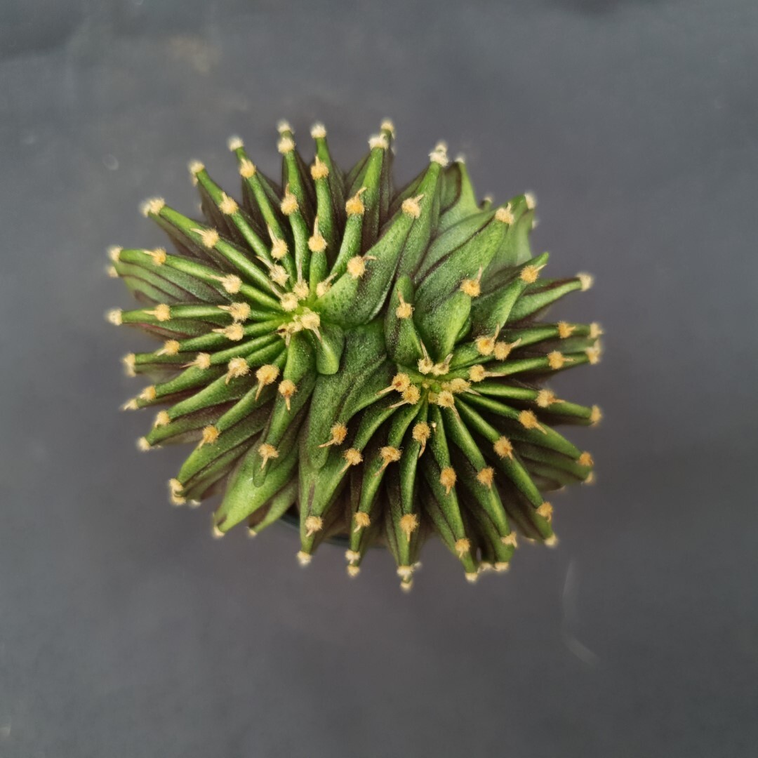C03: Gymnocalycium ‘LB2178’ cristata
