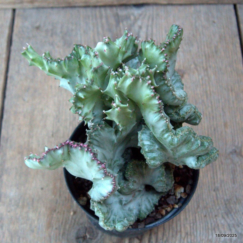 D6500 EUPHORBIA LACTEA CRESTED VARIEGATED pot10-H13-W15 cm MaMa Cactus