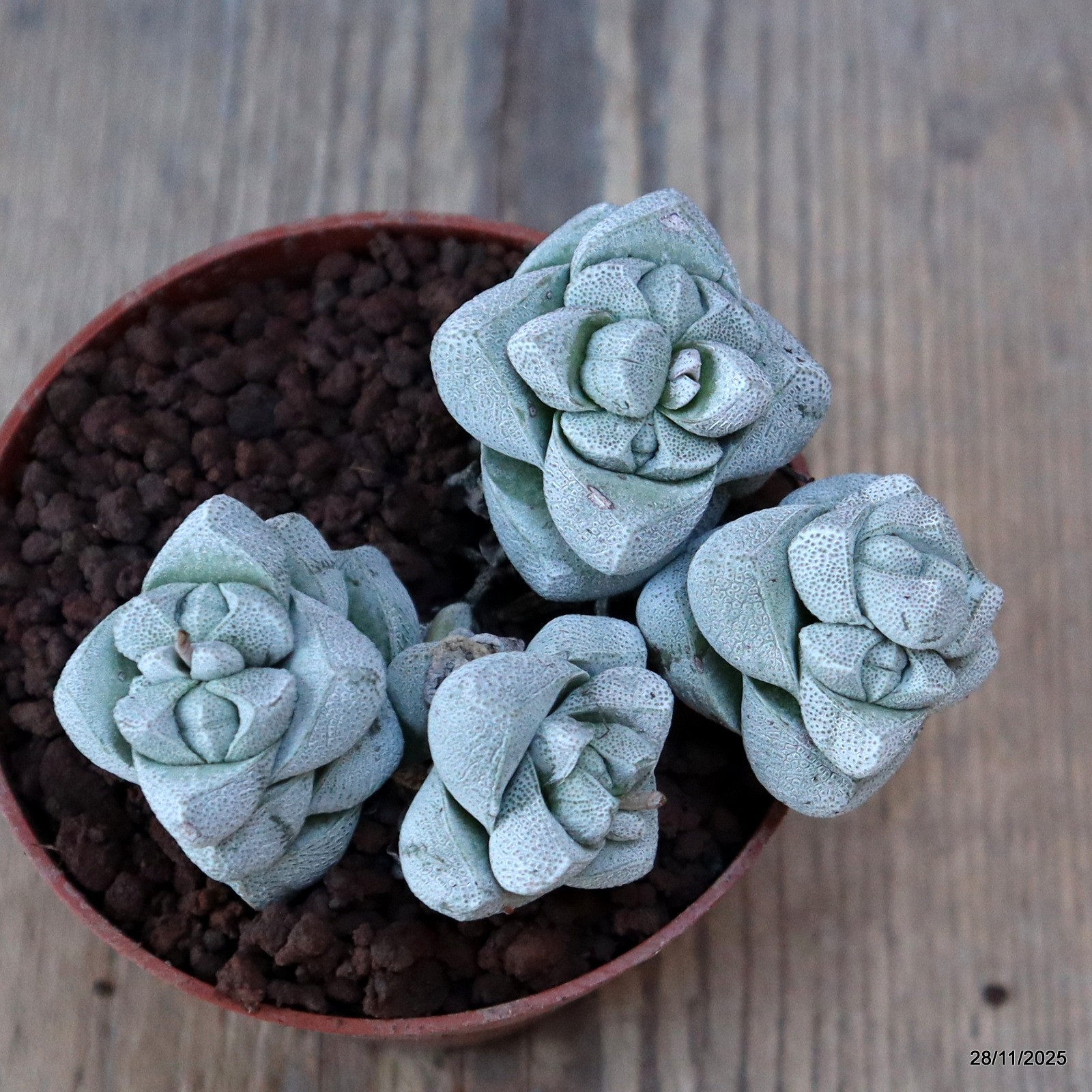 D7591 CRASSULA DECEPTOR pot8,5-H5-W9 cm MaMa Cactus