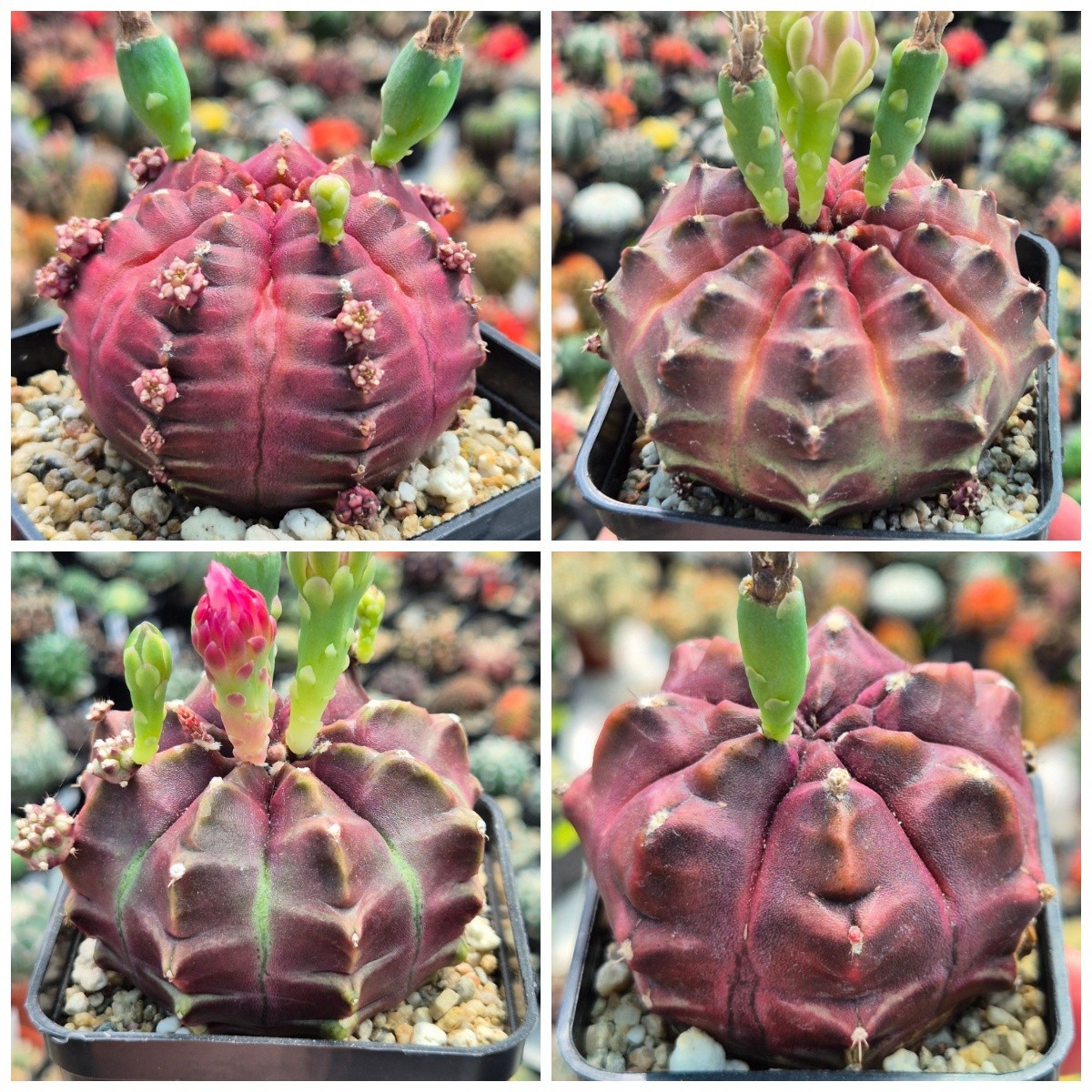Gymnocalycium mihanovichii ‘Day Dream’ hybrid 20seeds 2025