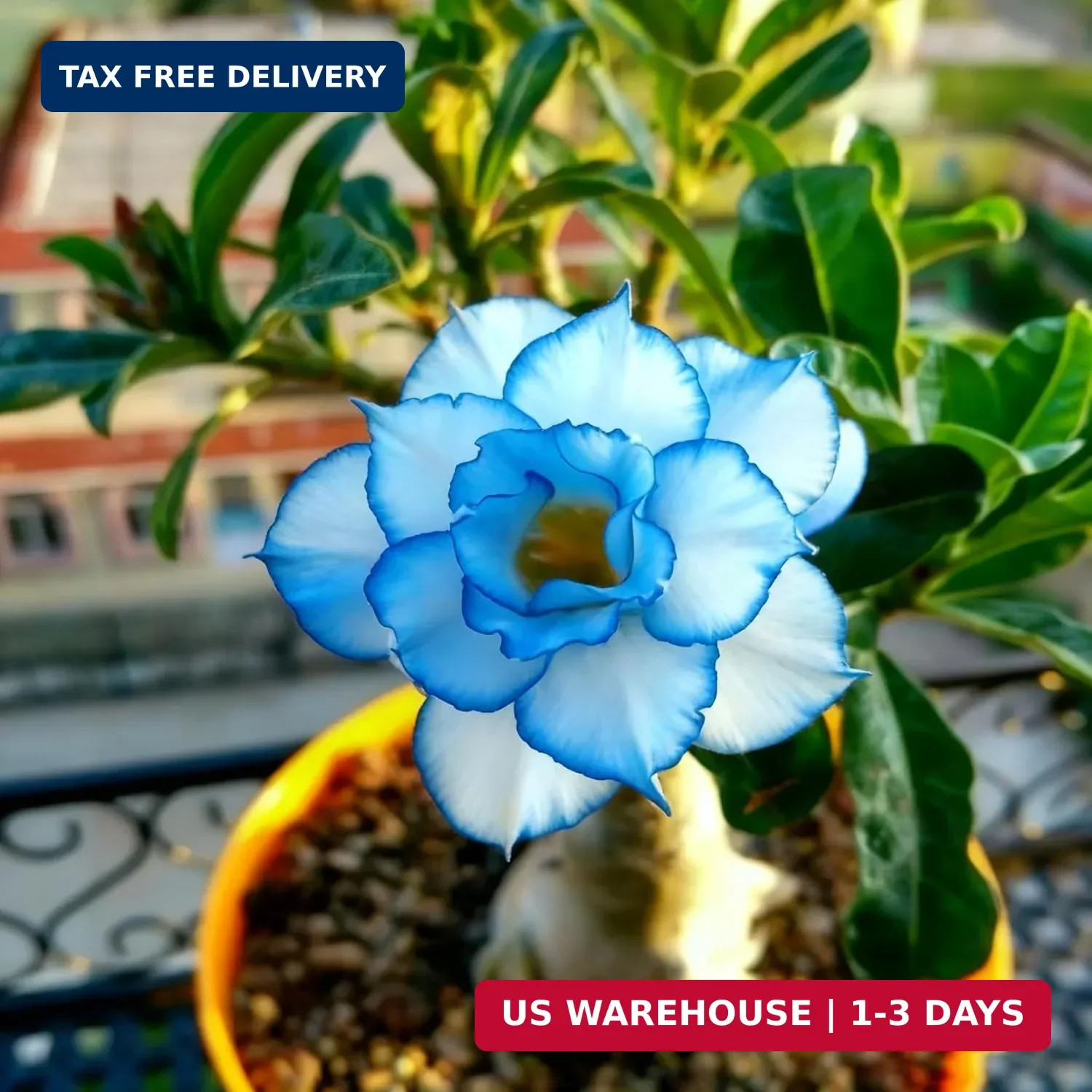 Desert Rose Seed for Planting, 100 Mixed Adenium Somalense Seeds, Shrub Flower P