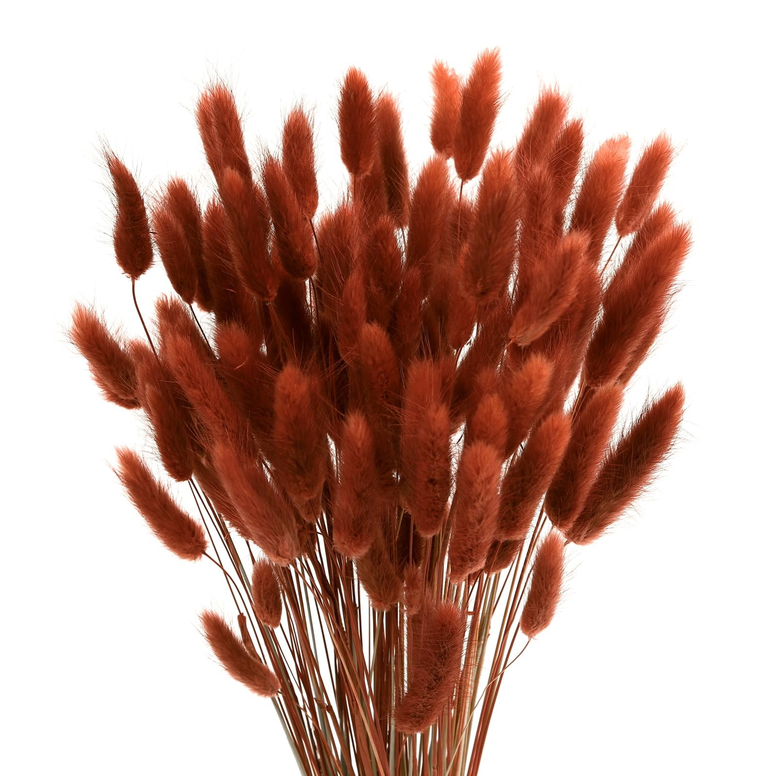 120pcs Bunny Tails Grass Burnt Orange Dried Flowers Plant Boho Pampas Grass 1…