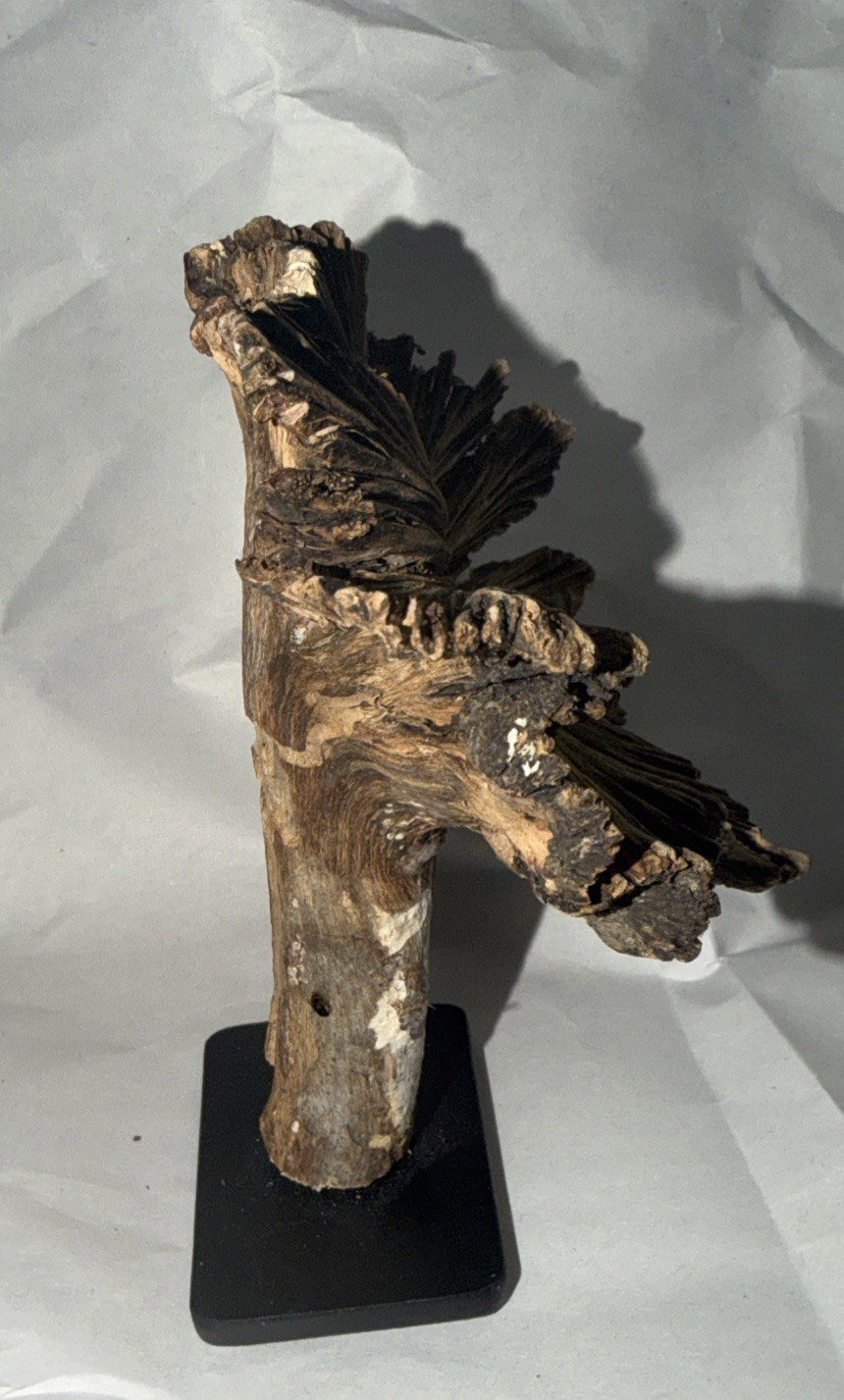 Rare Guatemala Wooden Tree Flower / Tree Ear on Iron Stand.