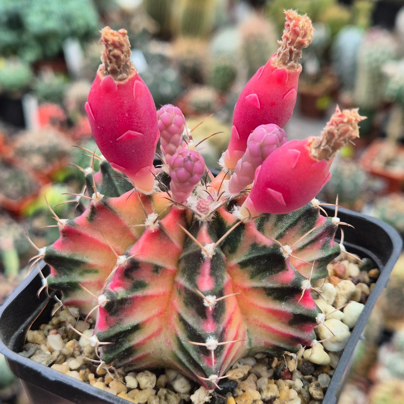 Gymnocalycium mihanovichii f.variegata VVG37 20seeds harvest 2025