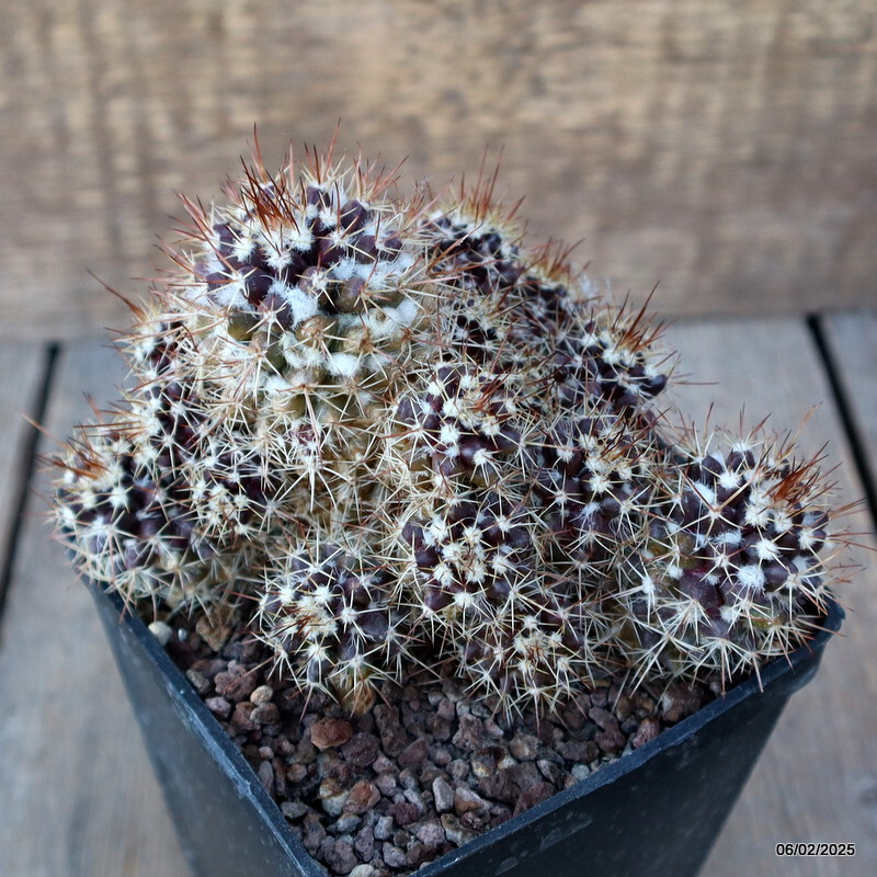 A1925 MAMMILLARIA SPINOSISSIMA MONSTER pot10 H11-W13 cm MaMa Cactus