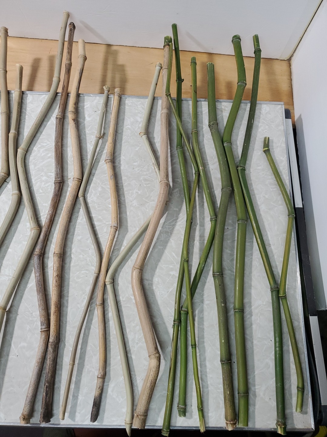 50 Decorative Grown & Processed in USA Crooked Stem/YellowG Bamboo 20-32″ Pieces