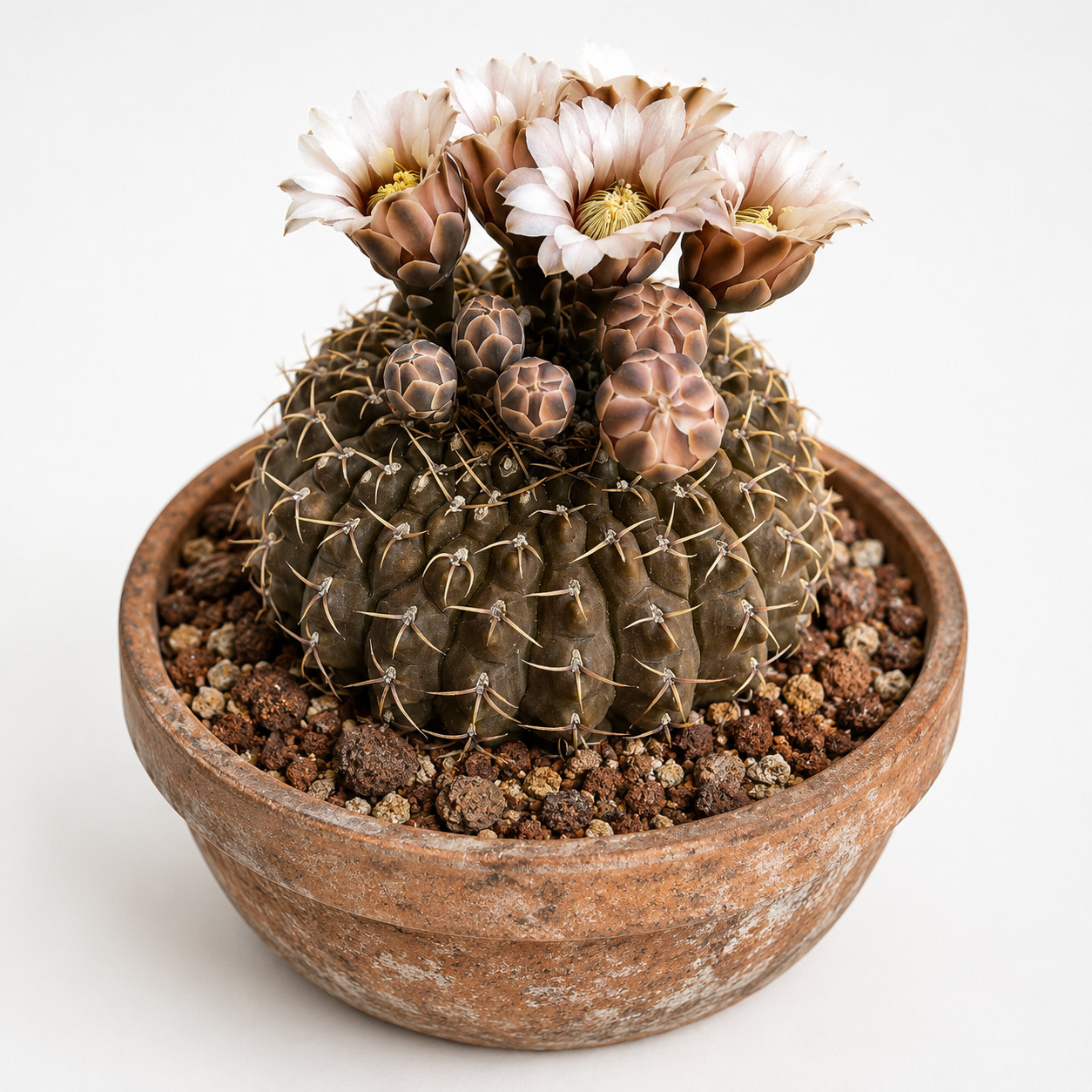 Gymnocalycium obductum P121 SEEDS – SEEDS Gymnocalycium obductum P121 rare cactu