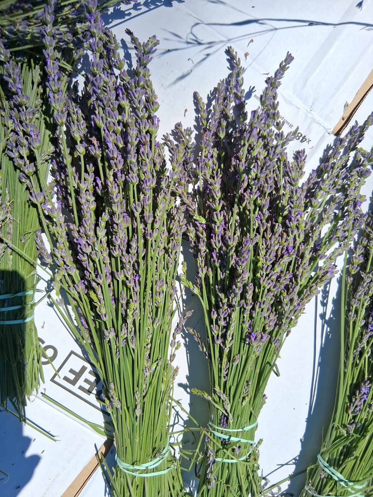 Fresh Cut Lavender Bundles For Drying