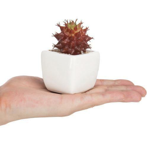 Assorted Artificial Red Succulent Plants, Fake Plants in Square Pots, Set of 3