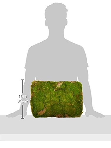 Fresh Green Preserved Sheet Moss for Plants Crafts and Home Decor 20-24 sq ft