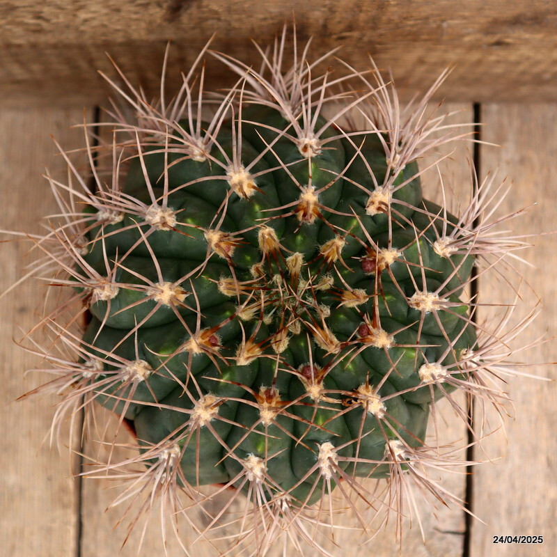 D3854 GYMNOCALYCIUM SAGLIONIS X CARDENASIANUM pot18-H14-W19 cm MaMa Cactus