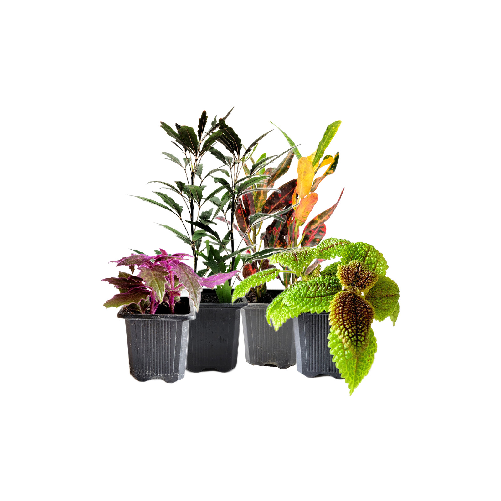 4PK 3”-Pot Live Plant Collection, No Duplicates for up to Four Packs (16 Plants)