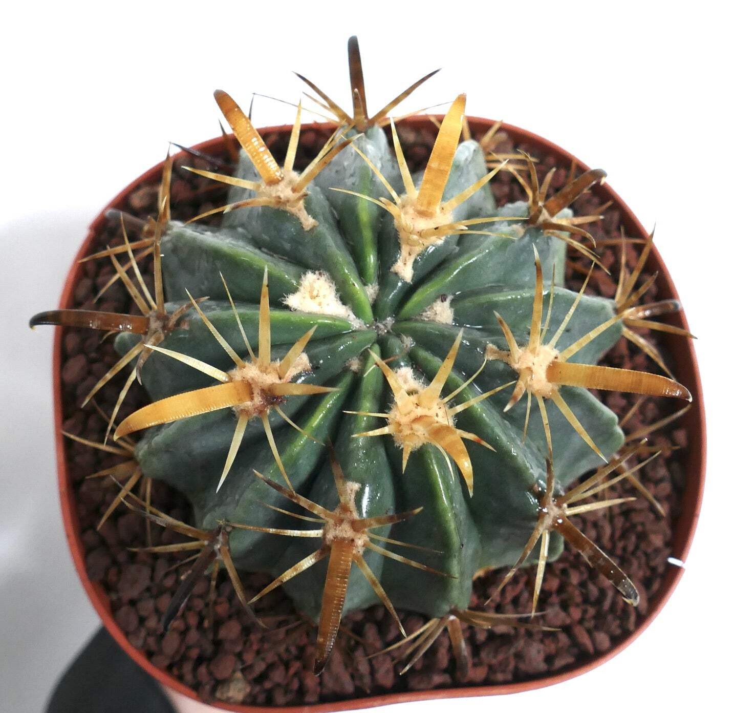 Ferocactus latispinus var. flavispinus STRONG SPINES – Devil’s tongue cactus | F