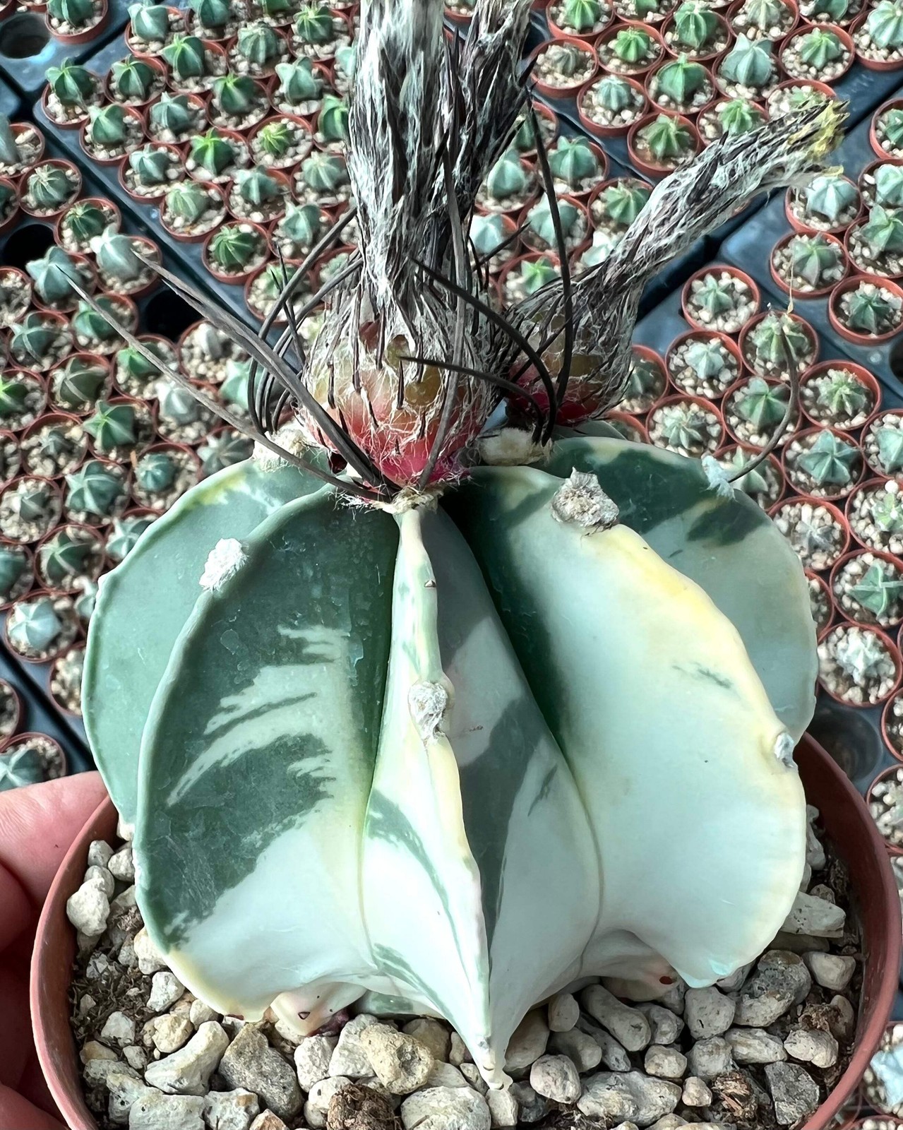 Astrophytum crassispinum VARIEGATED SEEDS – Rare Cactus SEEDS