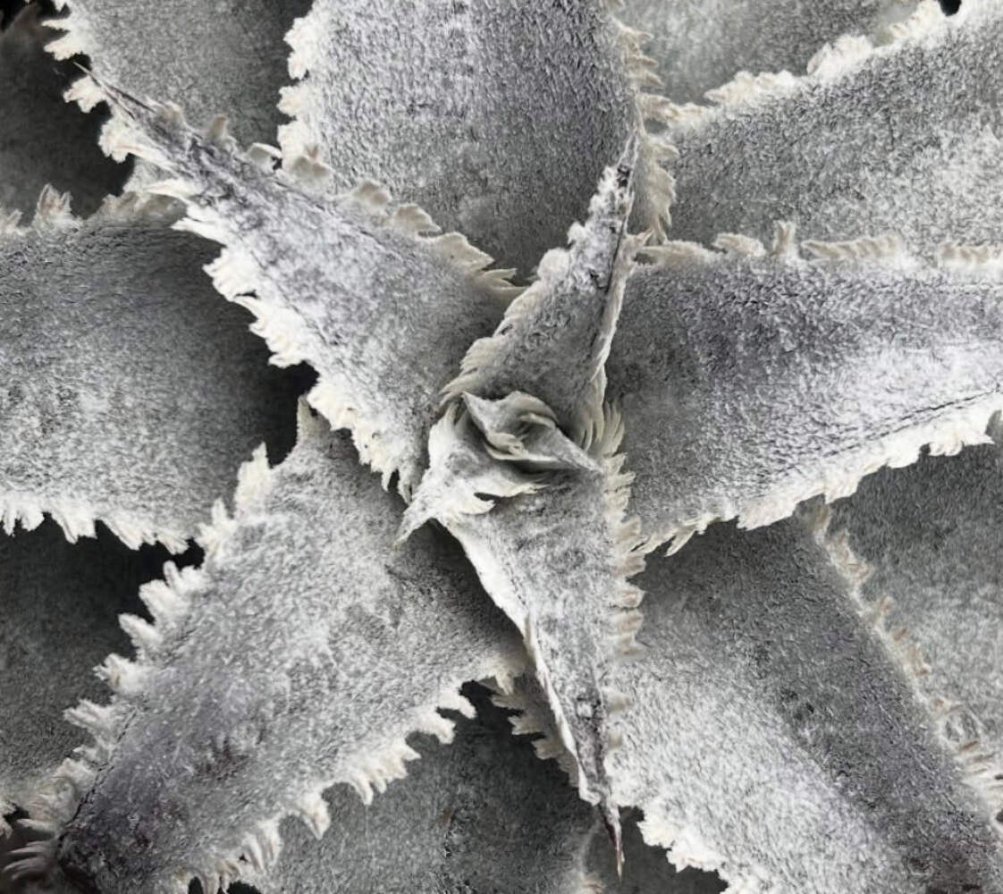 Dyckia marnier-lapostolei SEEDS – Marnier’s dyckia | Silver dyckia