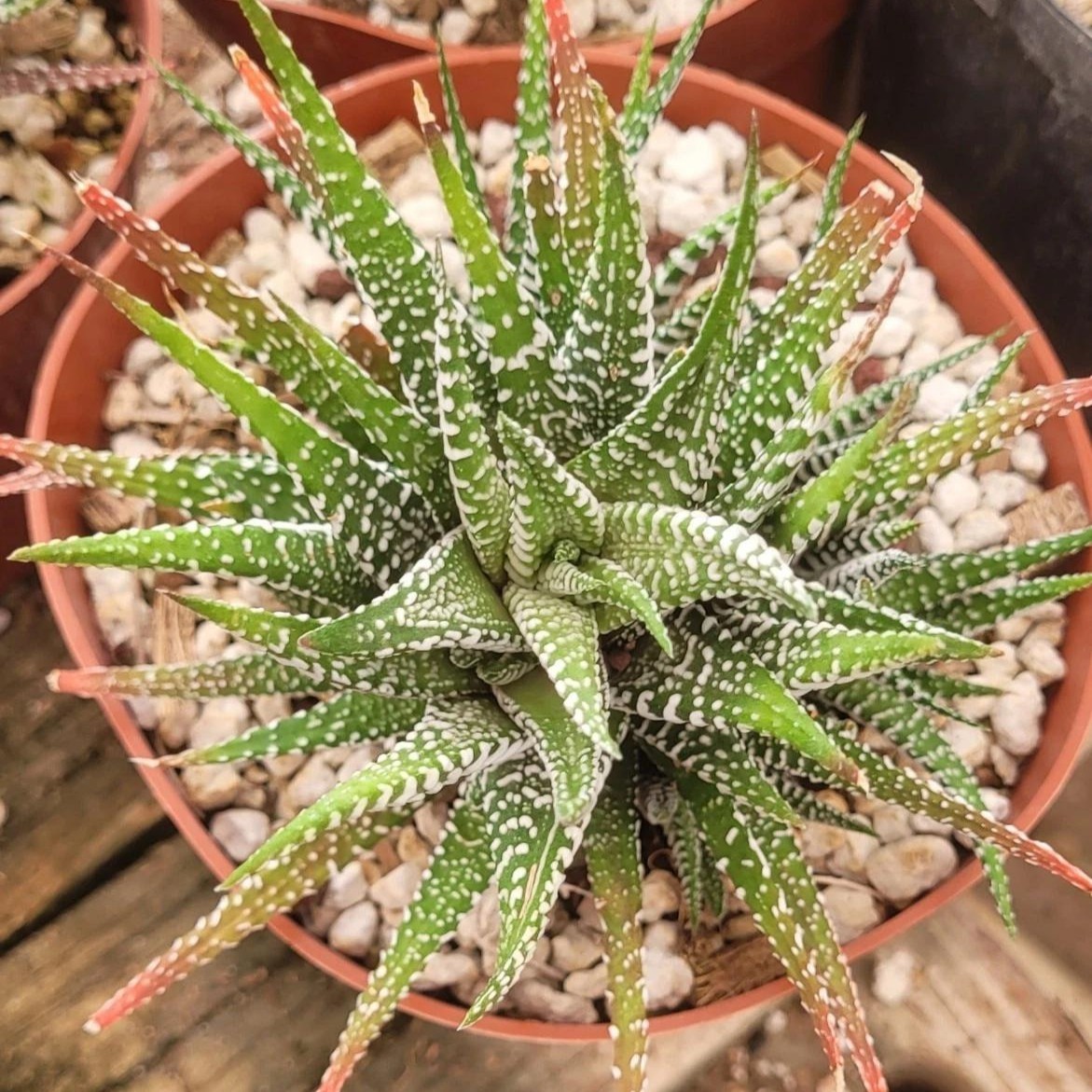 2 Pcs Haworthia Fasciata Attenuata Rare Succulent Plant Exotic Cactus Rare Plant