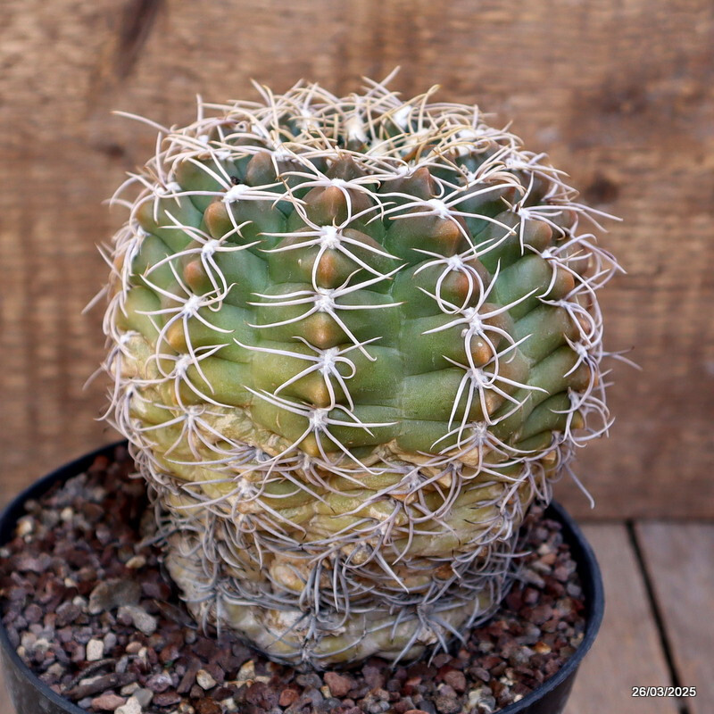 A7128 GYMNOCALYCIUM DENUDATUM pot14-H13-W12 cm MaMa Cactus