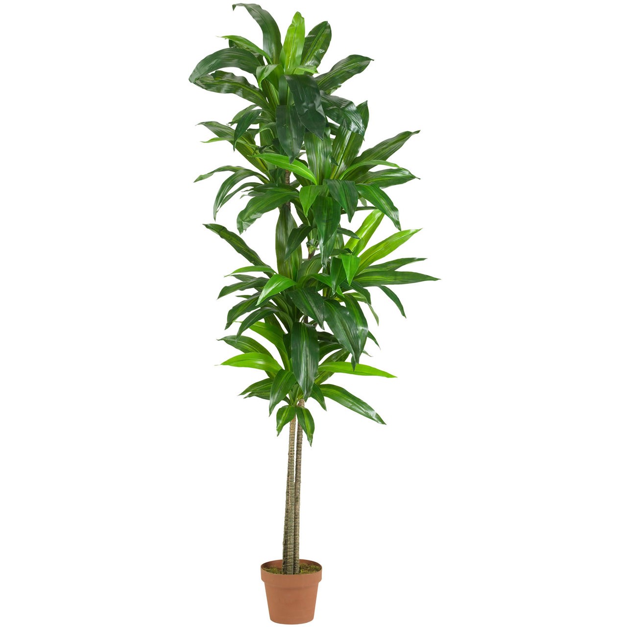 6′ Silk Dracaena Plant w/ Pot – (Real Touch)