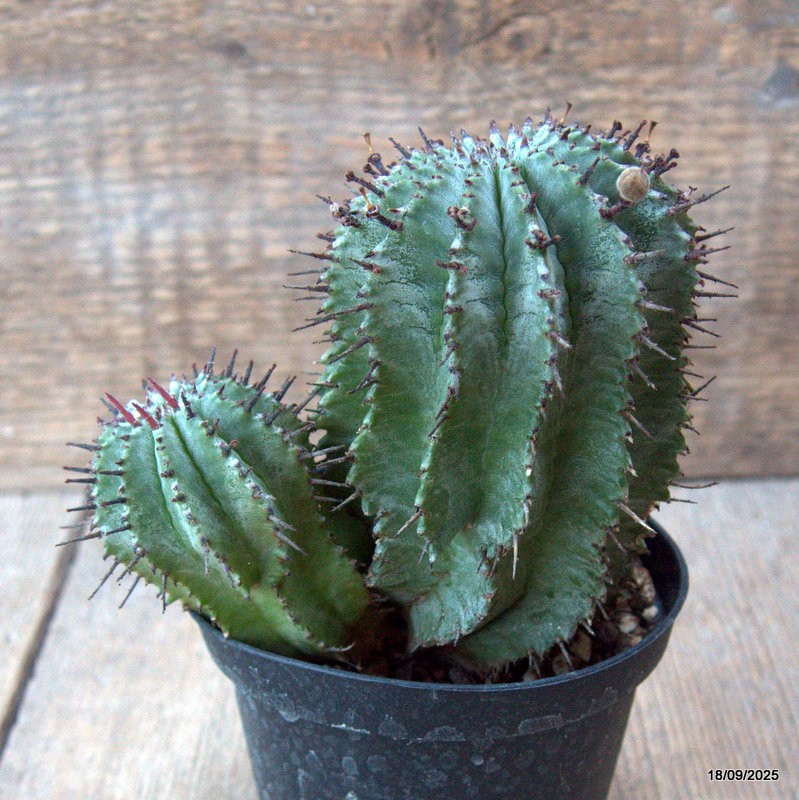 D6496 EUPHORBIA HORRIDA pot10-H13-W14 cm MaMa Cactus