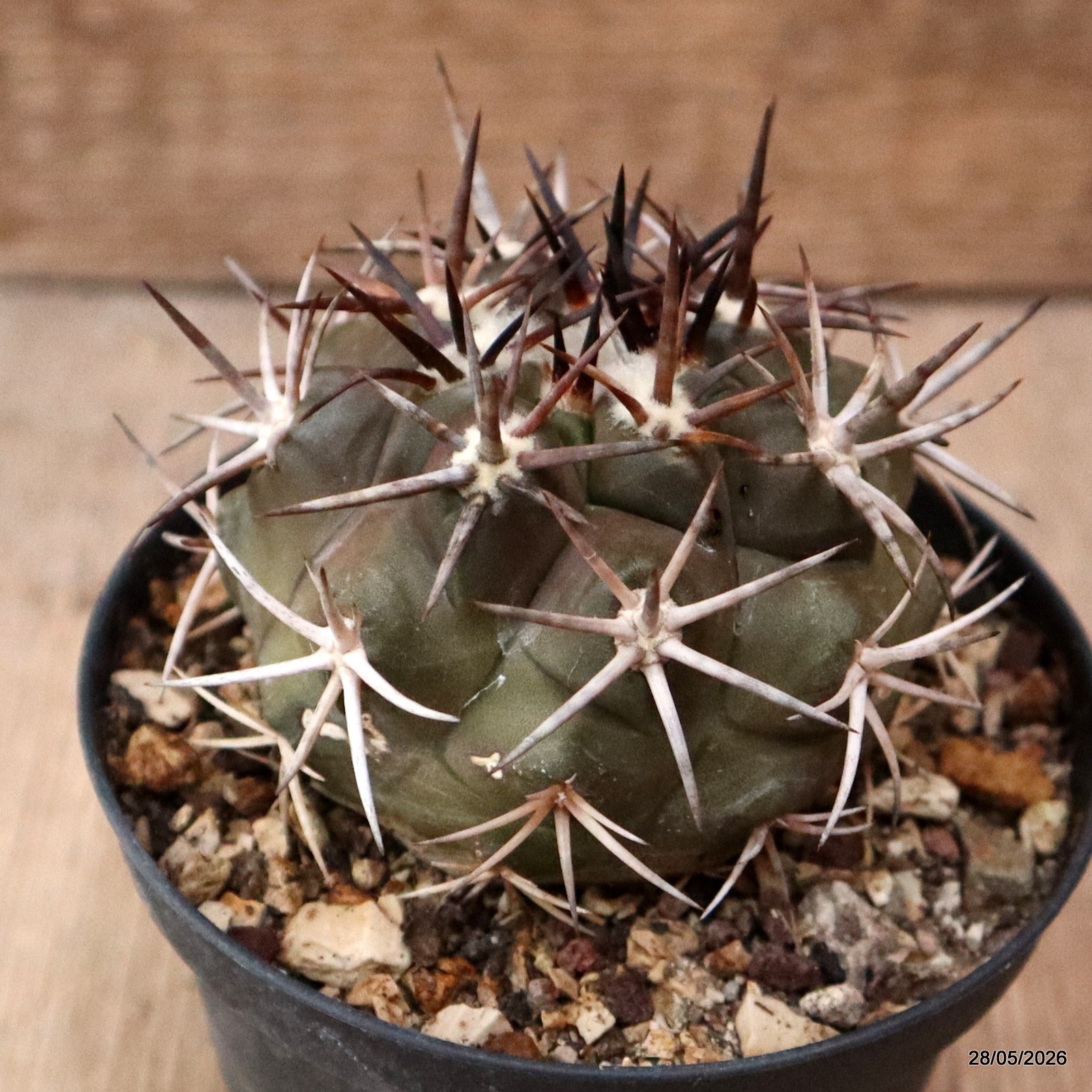 D5084 COPIAPOA ECHINOIDES pot10-H6-W7 cm MaMa Cactus