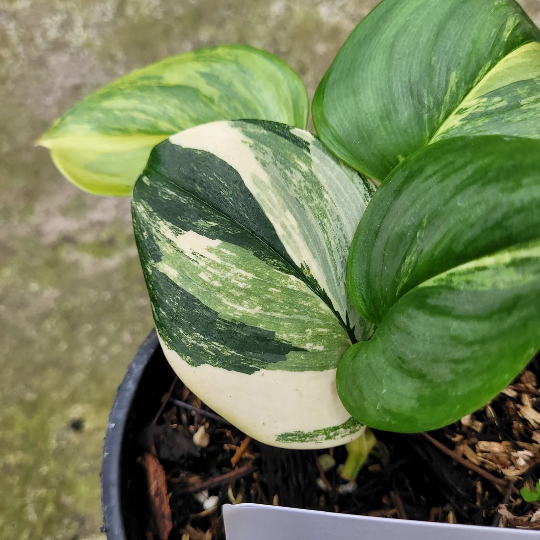 Real Pict Scindapsus Moonlight Yellow Variegated Rare Plant