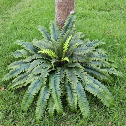 Artificial Ferns for Outdoors & Indoors, 51in Fake Fern Large Plants with 66