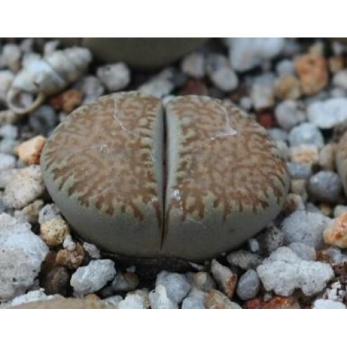 MIX LITHOPS SEEDS 100 PCS 2020 harvest /approximately 20 species/