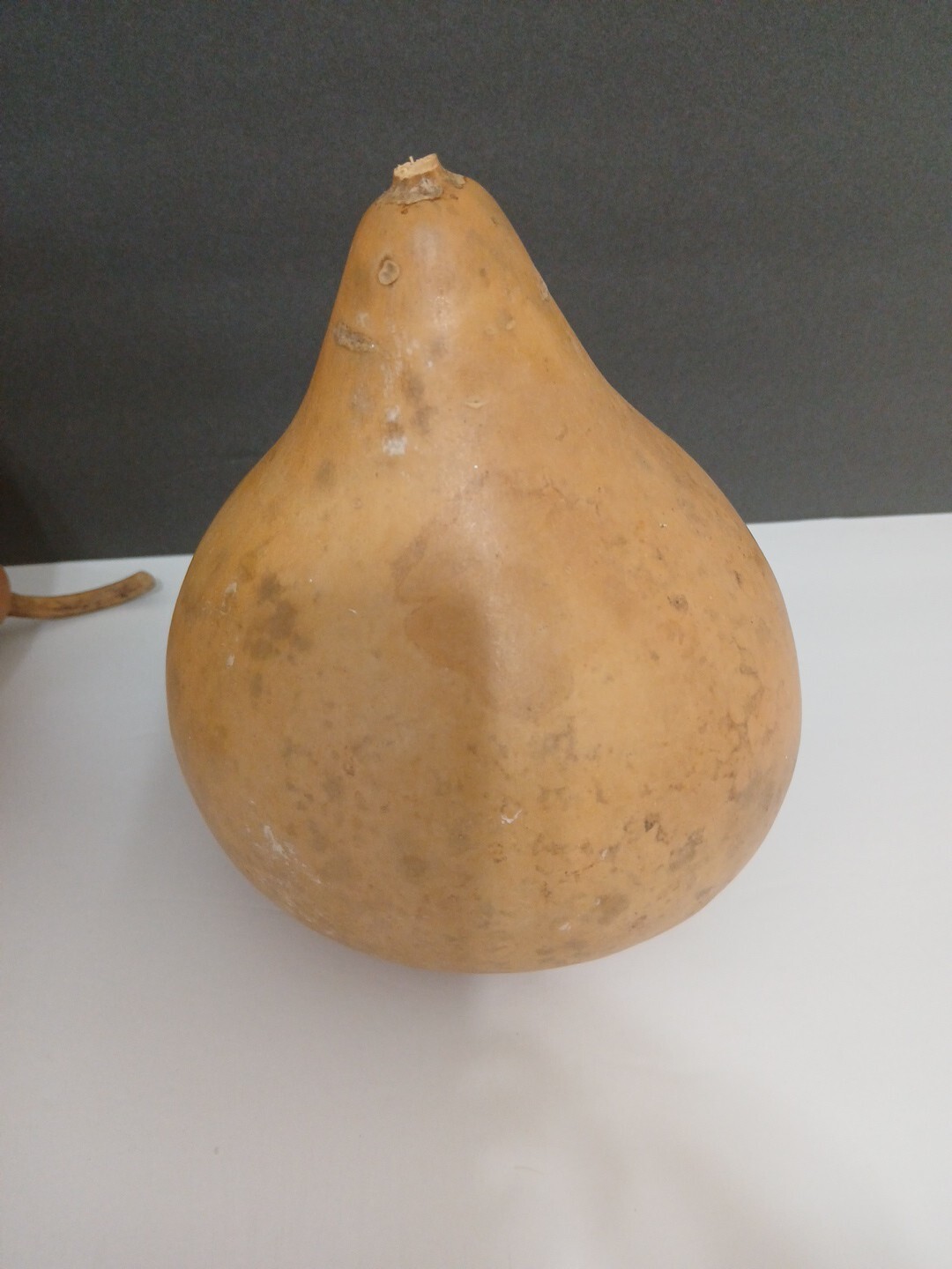 Organic Natural Calabash With Seeds Decorative Pieces 2